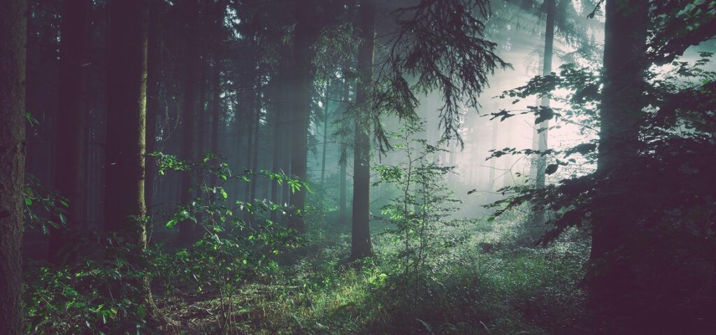Helping your small business not get lost amongst the trees